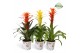 Guzmania mix Tivoli potcover - Modern mix 