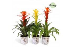 Guzmania mix Tivoli potcover - Modern mix