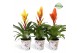 Vriesea mix Tivoli potcover- Modern mix 