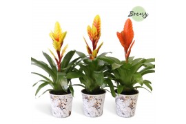 Vriesea mix Tivoli potcover- Modern mix
