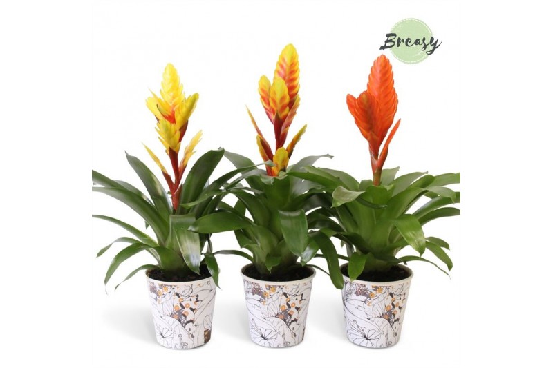 Vriesea mix Tivoli potcover- Modern mix 
