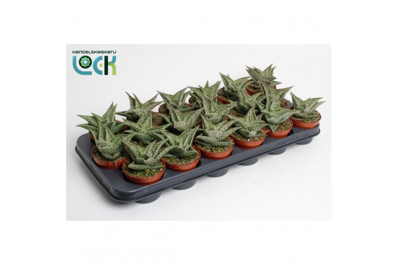 Aloe snow flake Aloë Snow Flake 