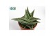 Aloe snow flake Aloë Snow Flake 