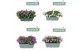 Campanula port. ambella intens purple mix 27 cm bloembak 