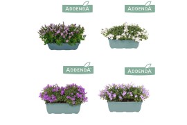 Campanula port. ambella intens purple mix 27 cm bloembak