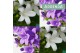 Campanula port. ambella intens purple mix 27 cm bloembak 