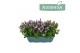 Campanula port. ambella lavender Pink Bloembak 27 cm 