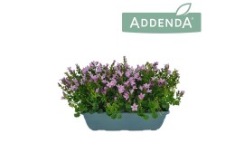 Campanula port. ambella lavender Pink Bloembak 27 cm