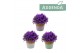 Campanula intense purple in 3-kleur terracotta 