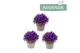 Campanula intense purple in 3-kleur terracotta