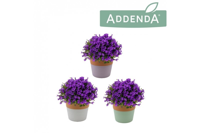 Campanula intense purple in 3-kleur terracotta 