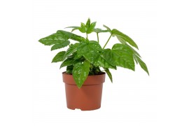Fatsia japonica
