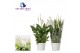 Spathiphyllum bellini 8+ bloem - Blanco hoes 