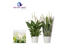 Spathiphyllum bellini 8+ bloem - Blanco hoes