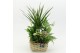 Arrangementen kamerplanten ESCR-2535W Essentials 5 pp 