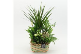 Arrangementen kamerplanten ESCR-2535W Essentials 5 pp