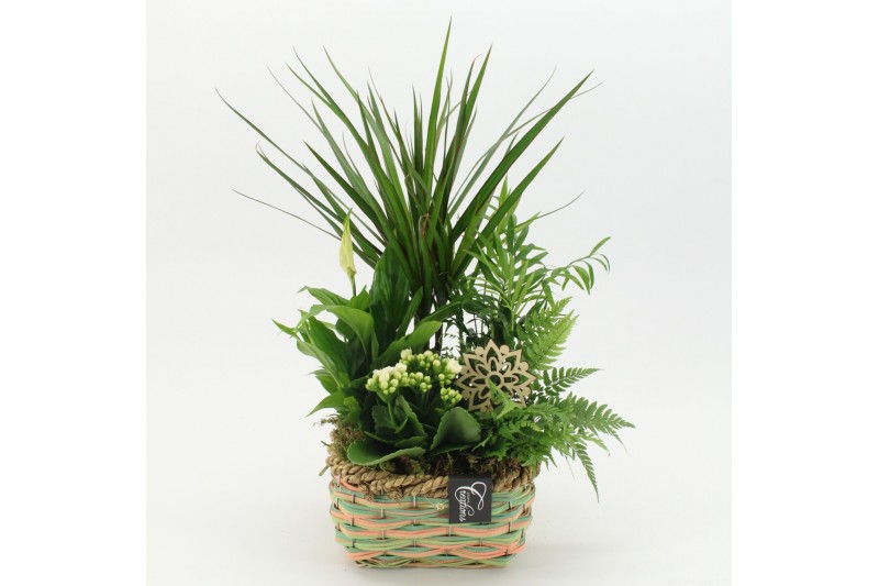 Arrangementen kamerplanten ESCR-2535W Essentials 5 pp Arrangementen kamerplanten ESCR-2535W Essentials 5 pp