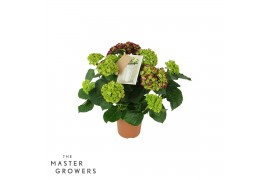 Hydrangea macr. hi fire Lila 7-8 Bloem