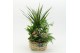 Arrangementen kamerplanten ESCR-2535RZ Essentials 5 pp 