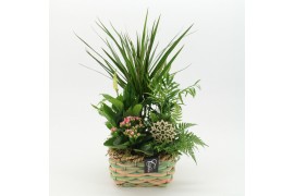 Arrangementen kamerplanten ESCR-2535RZ Essentials 5 pp