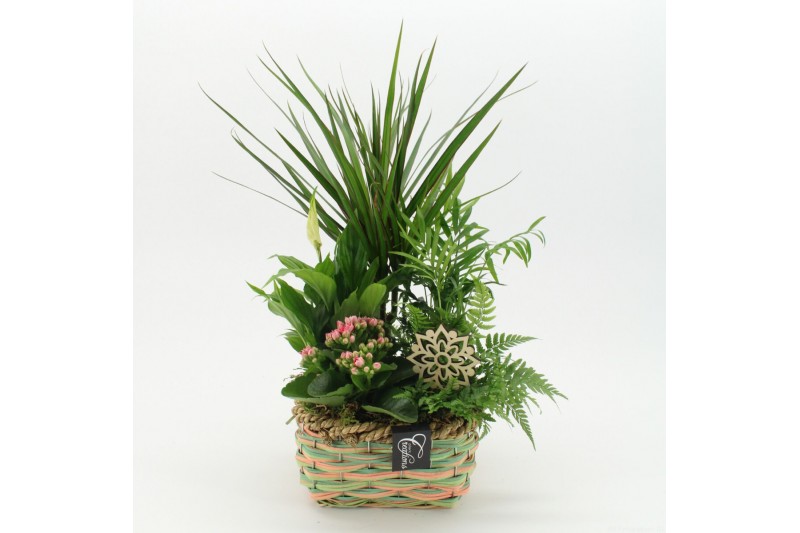 Arrangementen kamerplanten ESCR-2535RZ Essentials 5 pp Arrangementen kamerplanten ESCR-2535RZ Essentials 5 pp