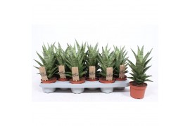 Sansevieria cylindrica tough lady