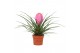 Tillandsia cyanea anita 