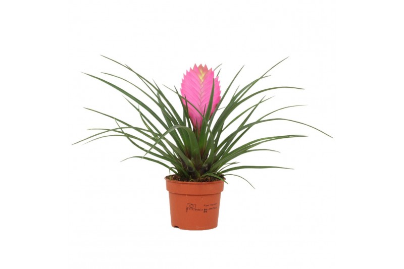 Tillandsia cyanea anita 