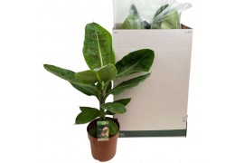 Musa dwarf cavendish