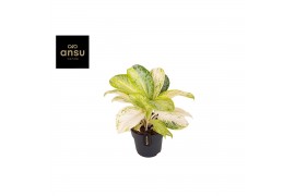Aglaonema citronelle