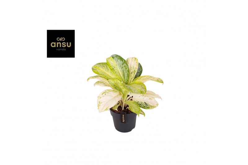 Aglaonema citronelle 