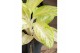 Aglaonema citronelle 