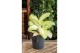 Aglaonema citronelle 