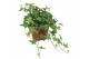 Hedera pittsburgh helix 9pp - 20-25cm Rank 