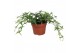 Hedera tres coupe helix 9pp - 15-20cm Rank - Sagittaefolia 