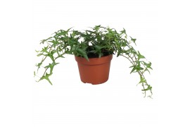 Hedera tres coupe helix 9pp - 15-20cm Rank - Sagittaefolia