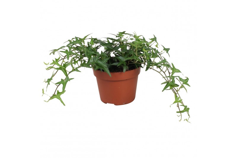 Hedera tres coupe helix 9pp - 15-20cm Rank - Sagittaefolia Hedera tres coupe helix 9pp - 15-20cm Rank - Sagittaefolia