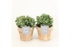 Crassula arborescens in wood bruin 
