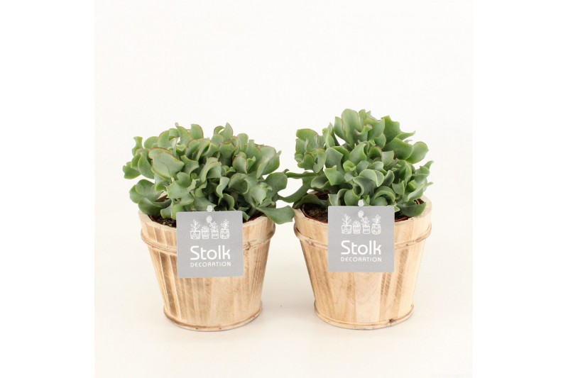 Crassula arborescens in wood bruin 