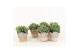 Crassula arborescens in wood bruin 