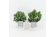 Crassula arborescens in wood wit 