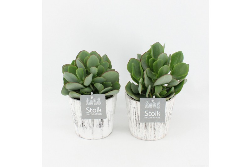 Crassula arborescens in wood wit 