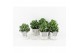 Crassula arborescens in wood wit 