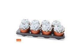 Echeveria lilacina thriller pearl SuPure® pearls 8gts