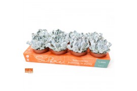 Echeveria lilacina thriller pearl SuPure® pearls