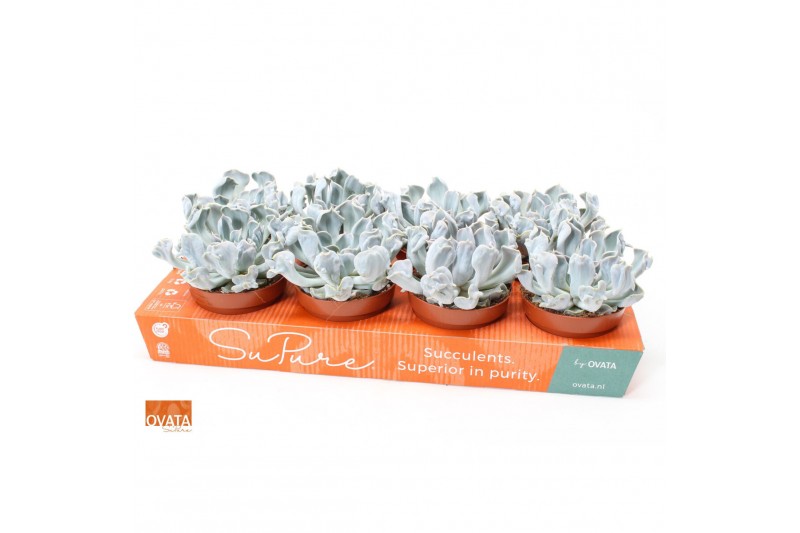 Echeveria lilacina thriller pearl SuPure® pearls 