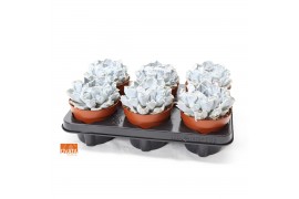 Echeveria lilacina thriller pearl SuPure® pearls 6gts