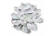 Echeveria lilacina thriller pearl SuPure® pearls 6gts 