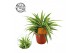 Chlorophytum ocean 