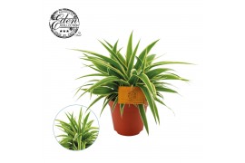 Chlorophytum ocean